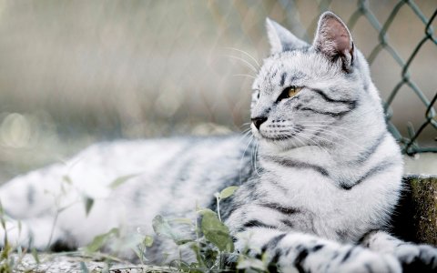 Gesucht: Antibabypille für Katzen